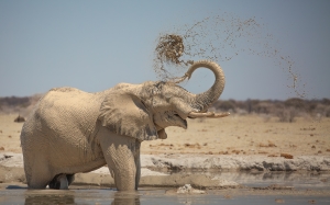 Salon.Photo Bronze Medal